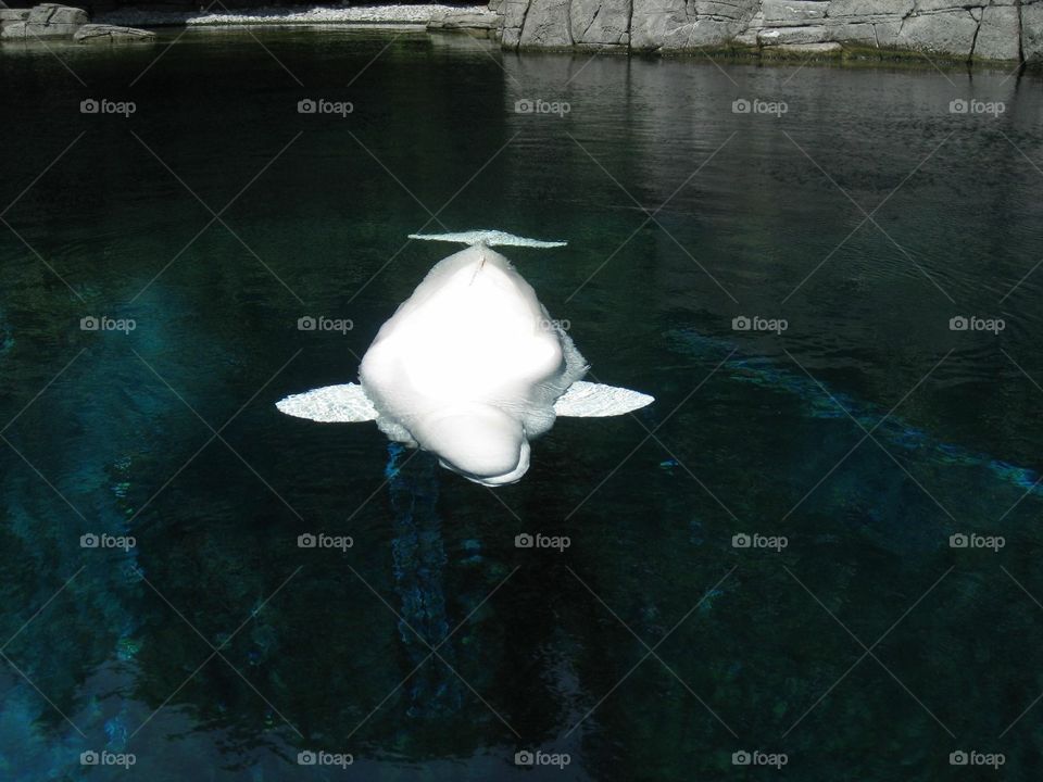 Albino Whale