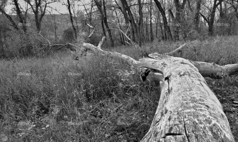 Black k and white fallen  tree