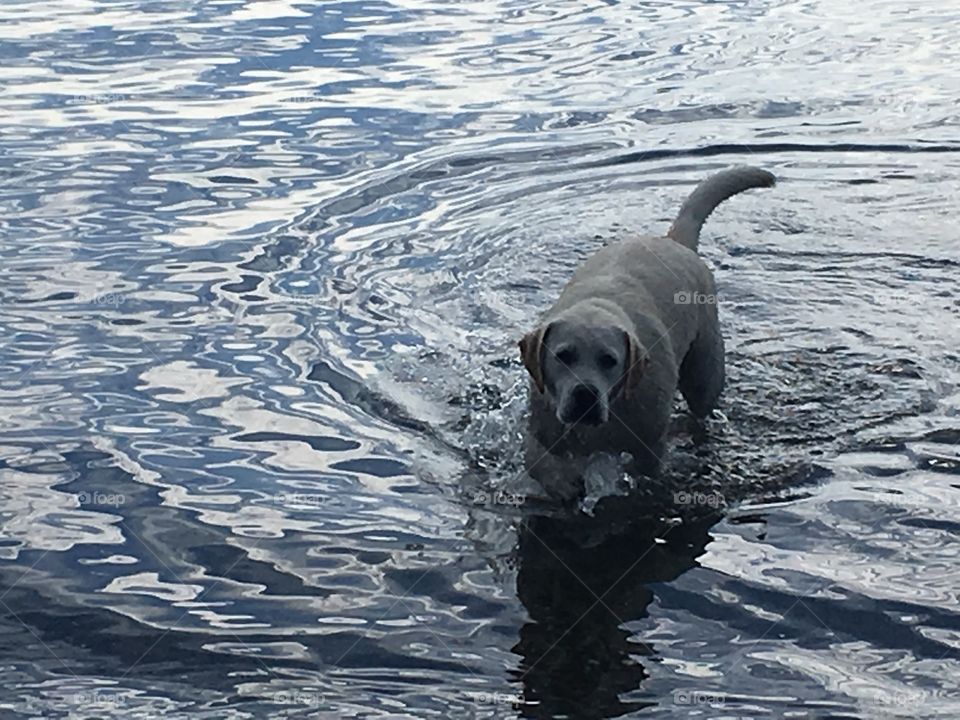 Dog in the water