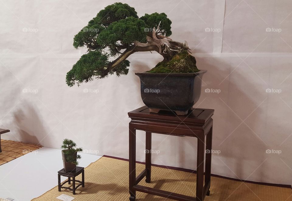40 year old bonsai tree leans down to check on the baby tree beside it.