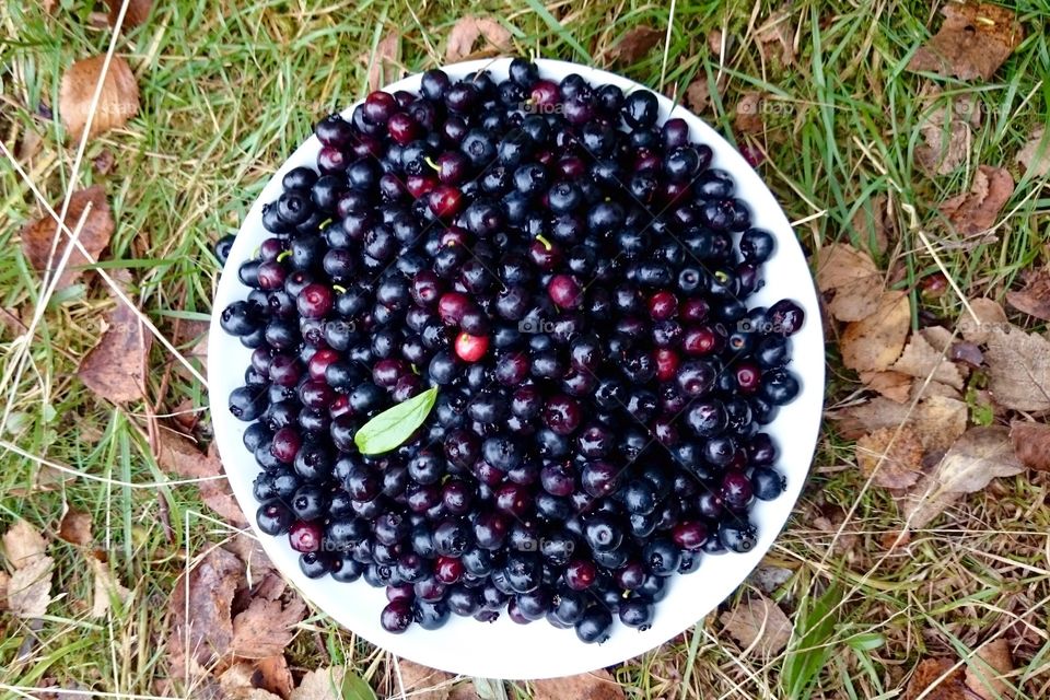 Blueberries in white plate