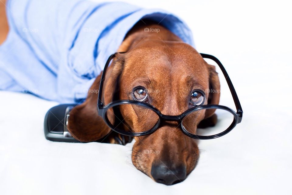 Close-up of a dog wearing sunglasses