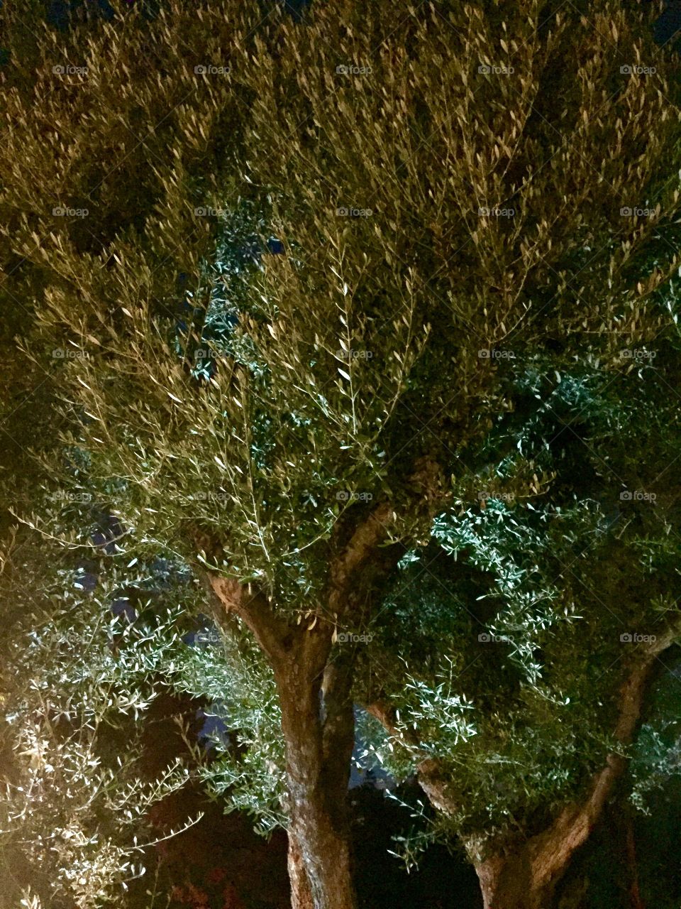 Tree in Lighting
