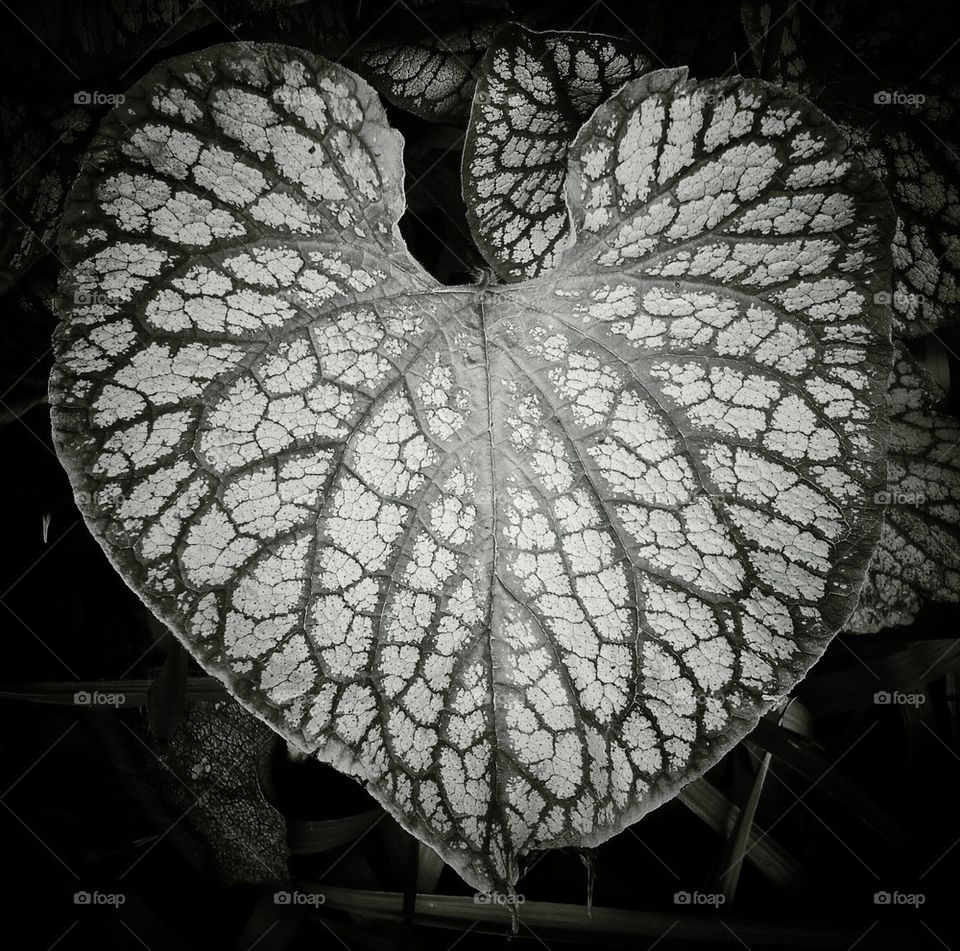 Heart leaf