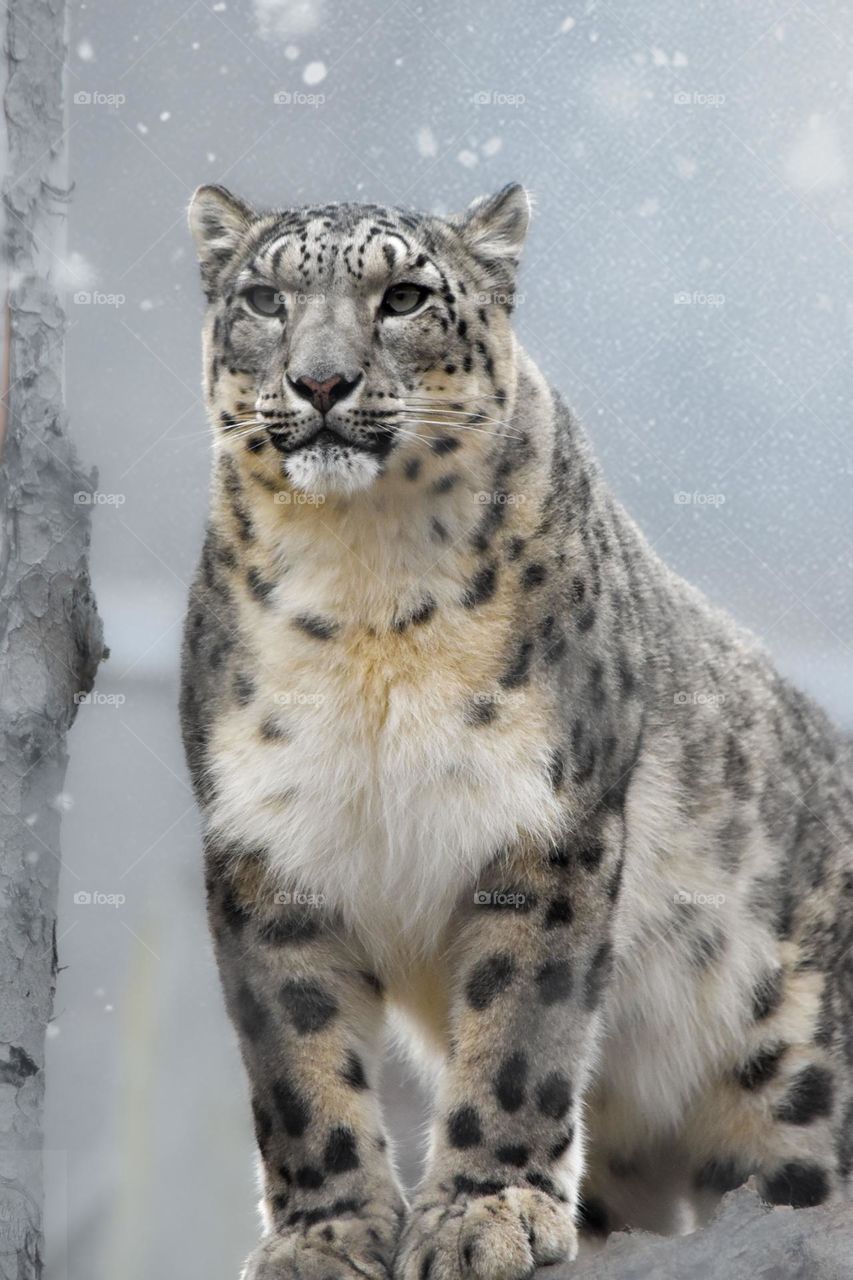 A snow leopard standing in the snow