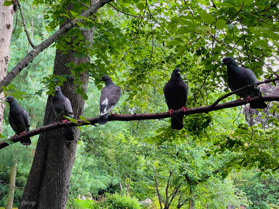 Birds on the Branch photograph from Holland Park London 