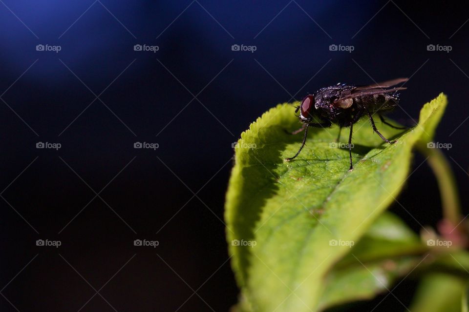 Fly on green leaf