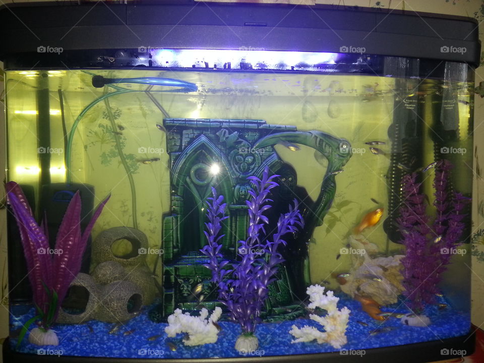 Aquarium, Tank, Underwater, Fish, Goldfish