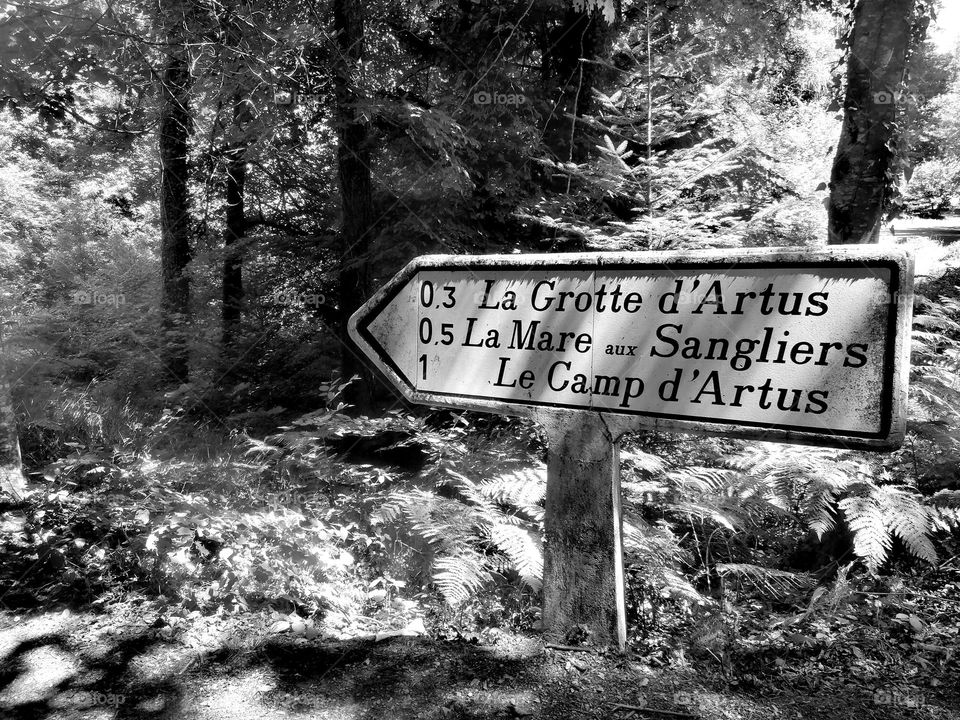 Sur le chemin des druides