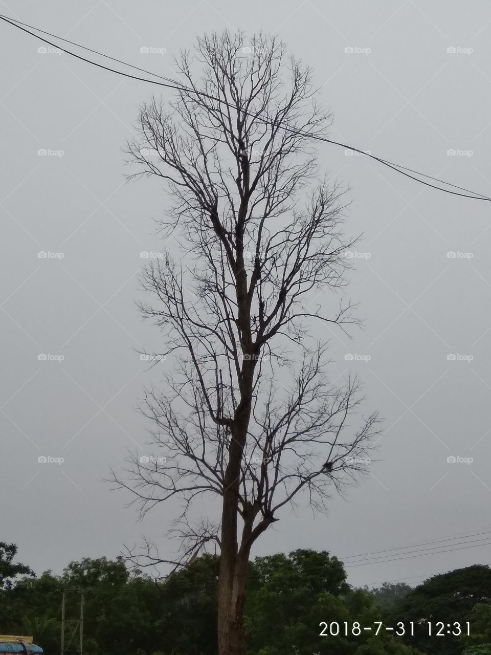 this is a big tree without leaf