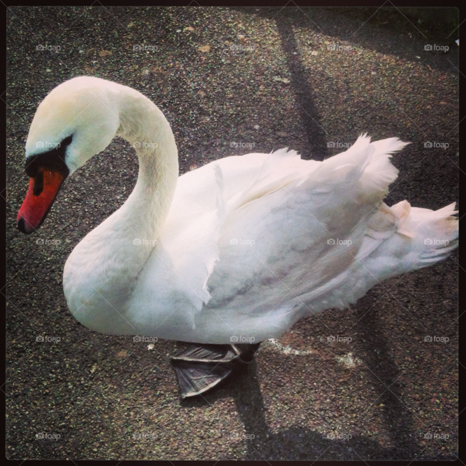 dorset swan weymouth river wey by markems
