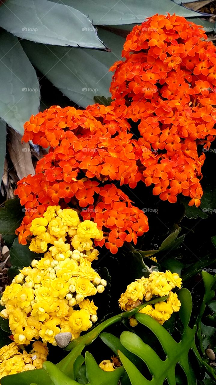Vibrant small orange and yellow flowers growing together in a green garden