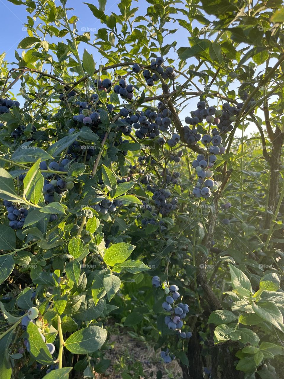 Blueberries in abundance 