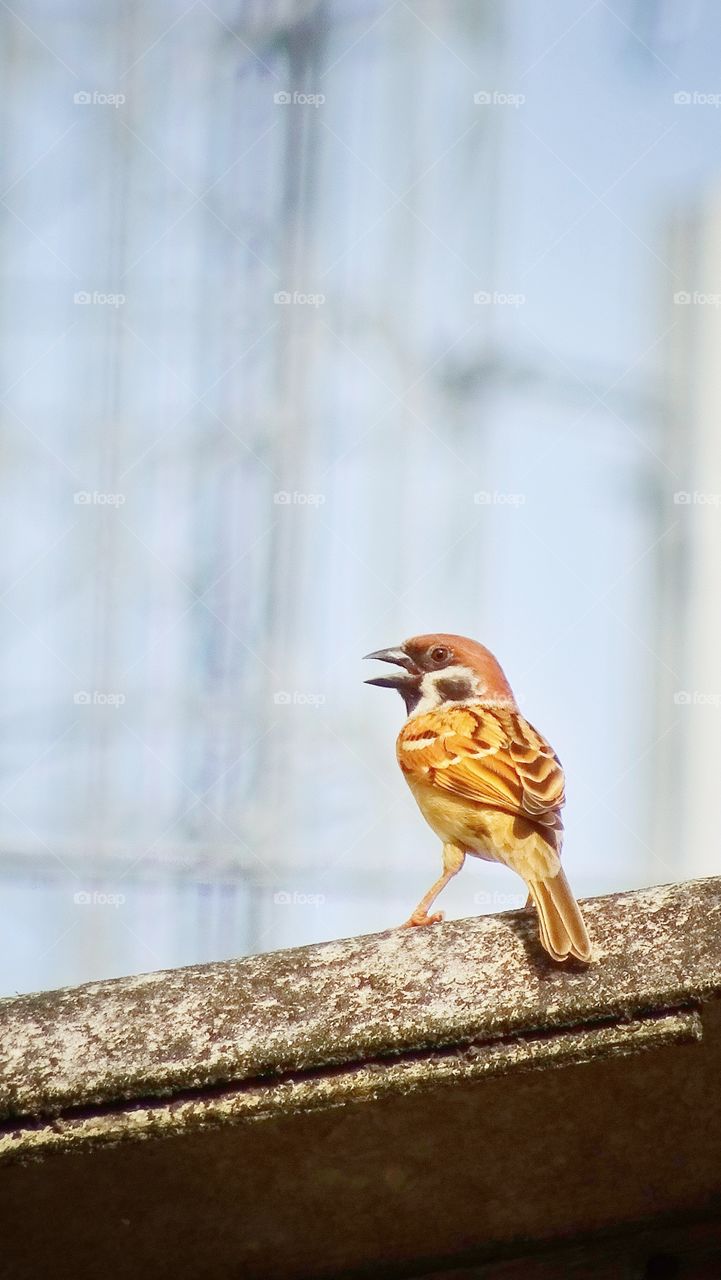 Sparrow seeking a friend