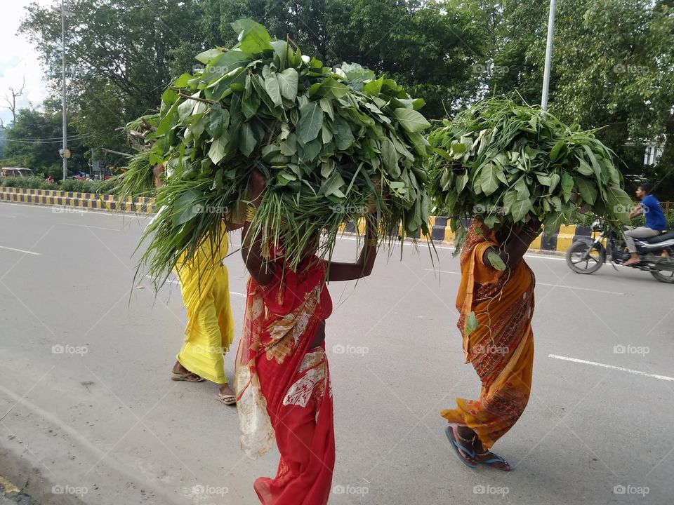 Tribal women carrying green grass for animals