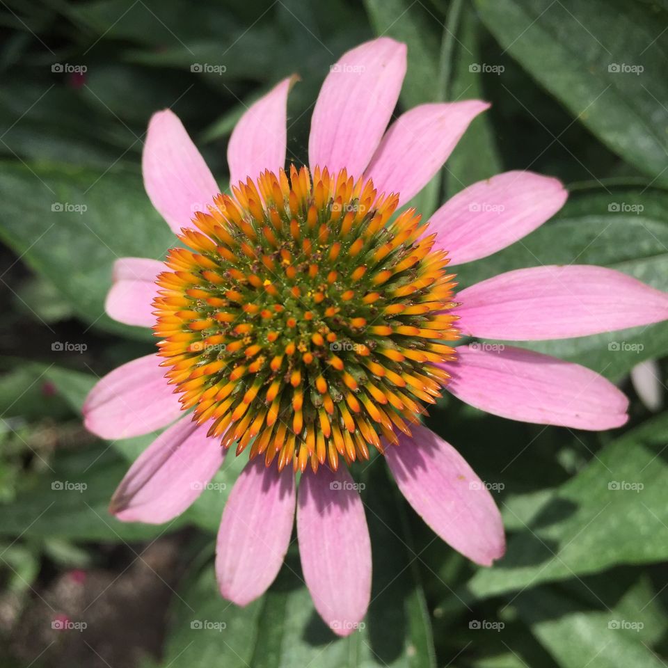 Cone flower