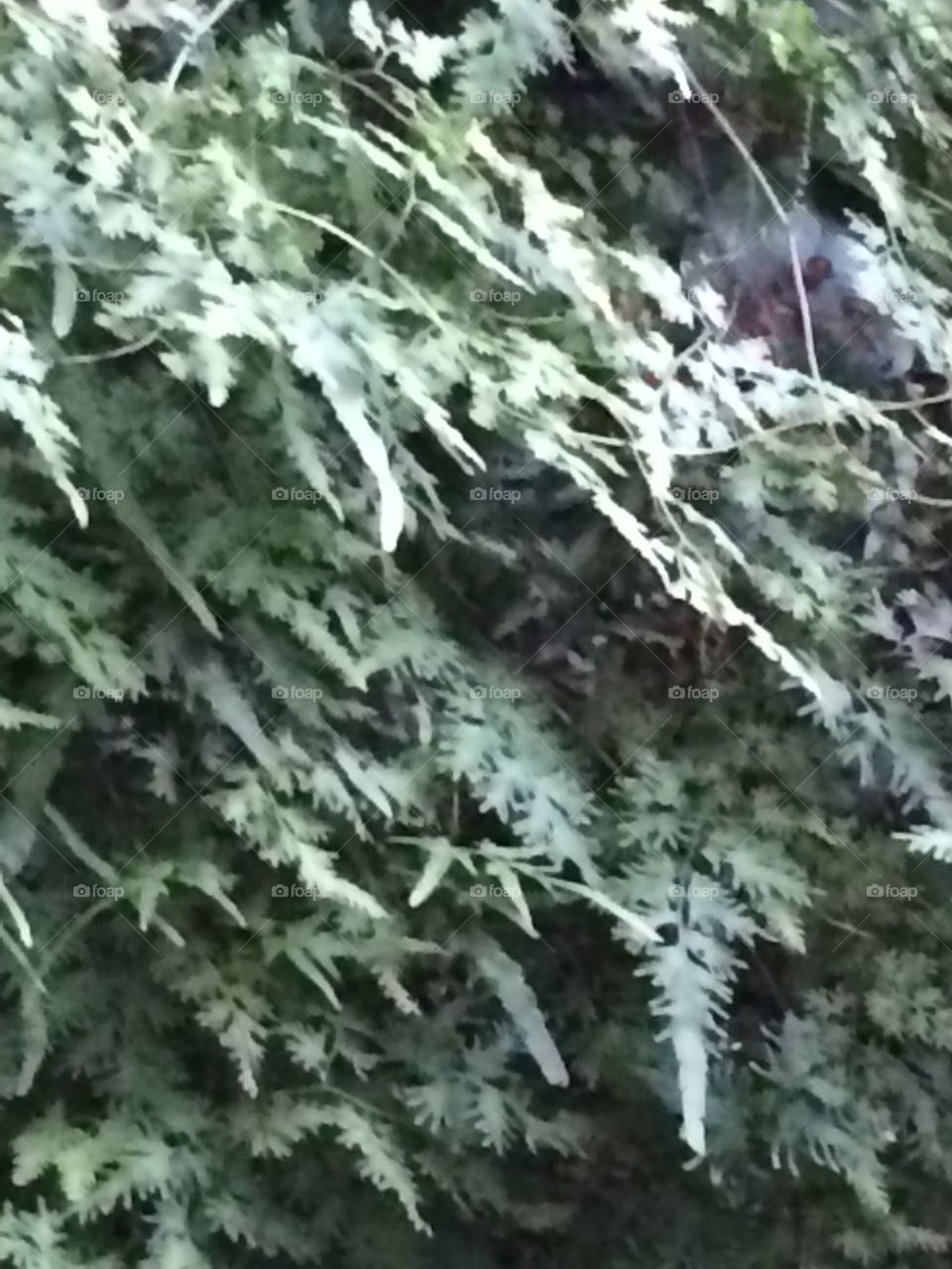 Wild ferns