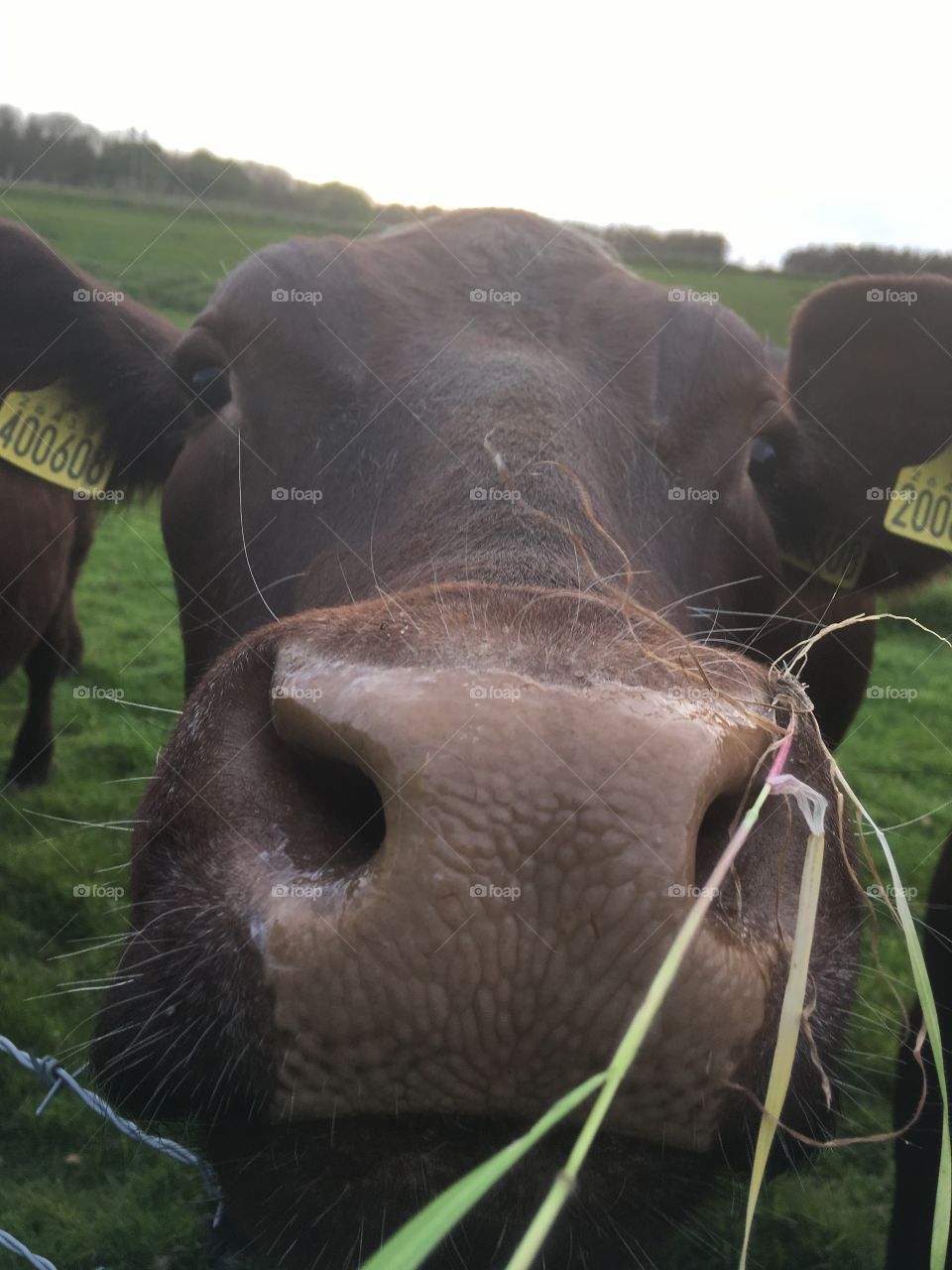 CoW face close up