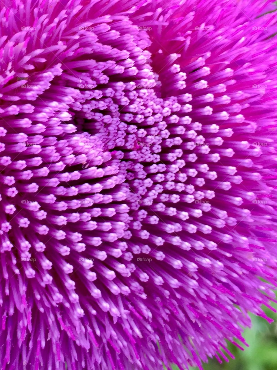 Isolated closeup of a milk thistle flower head