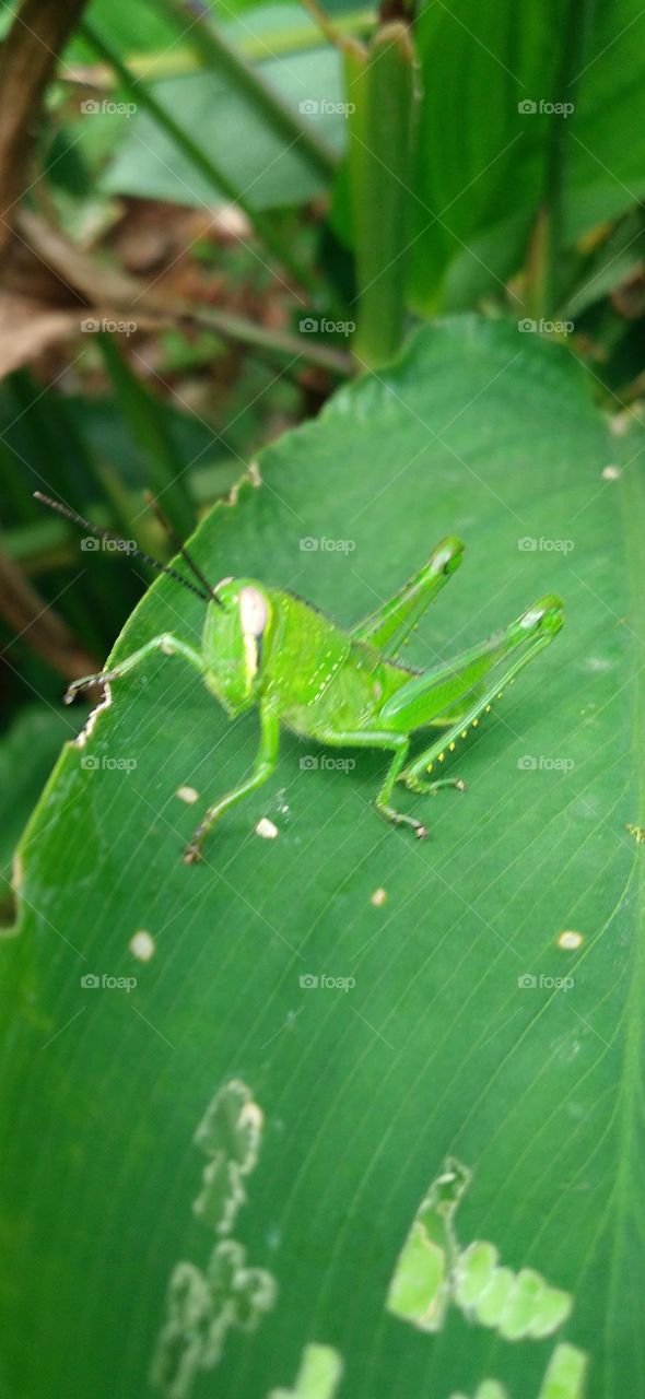 The green grasshopper perched on the leaf may be looking for food