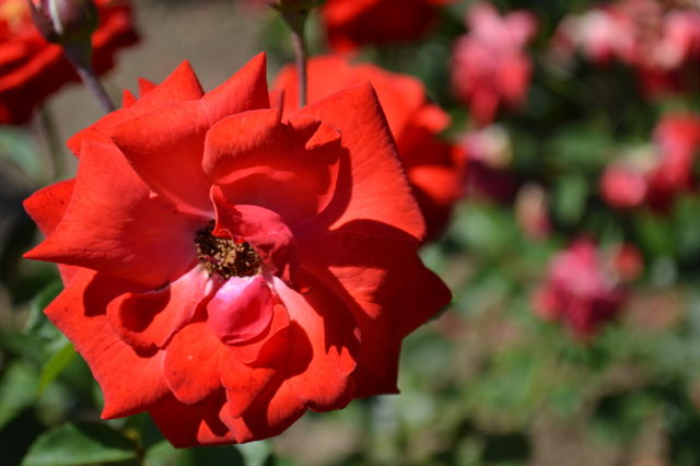 Beautiful Red Rose
