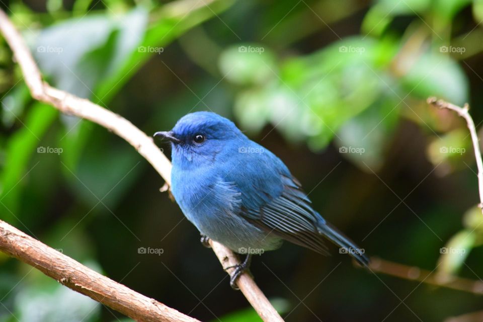 Beautiful and cute bird