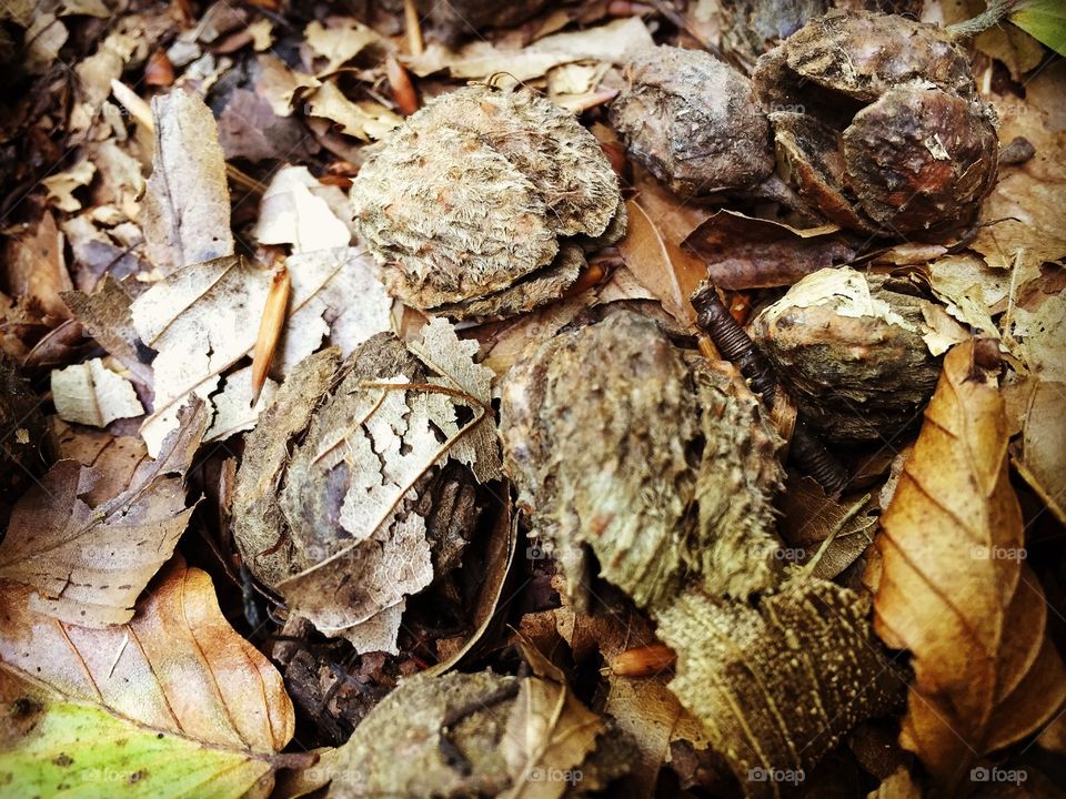 Autumnal leaf litter close-up