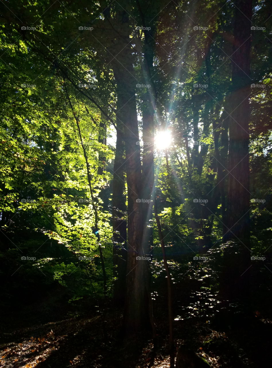 Wood, Tree, No Person, Leaf, Nature