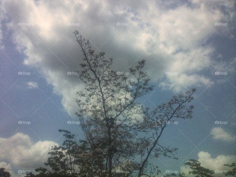 trees vs sky