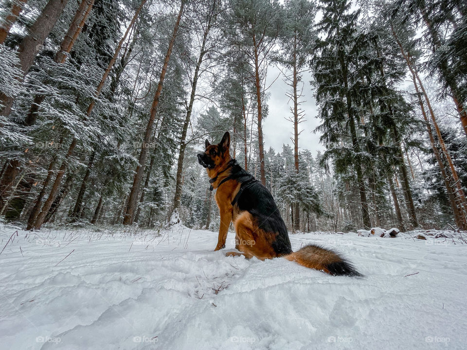 German shepherd dog in winter forest