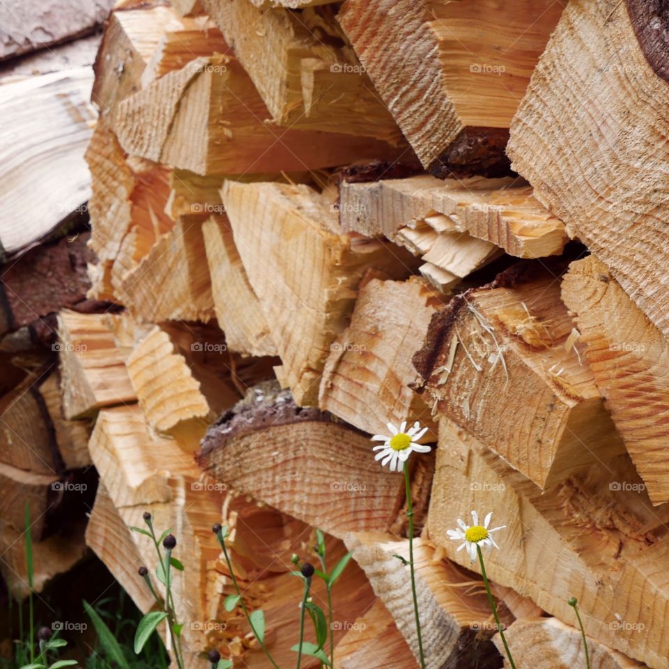 Firewood 