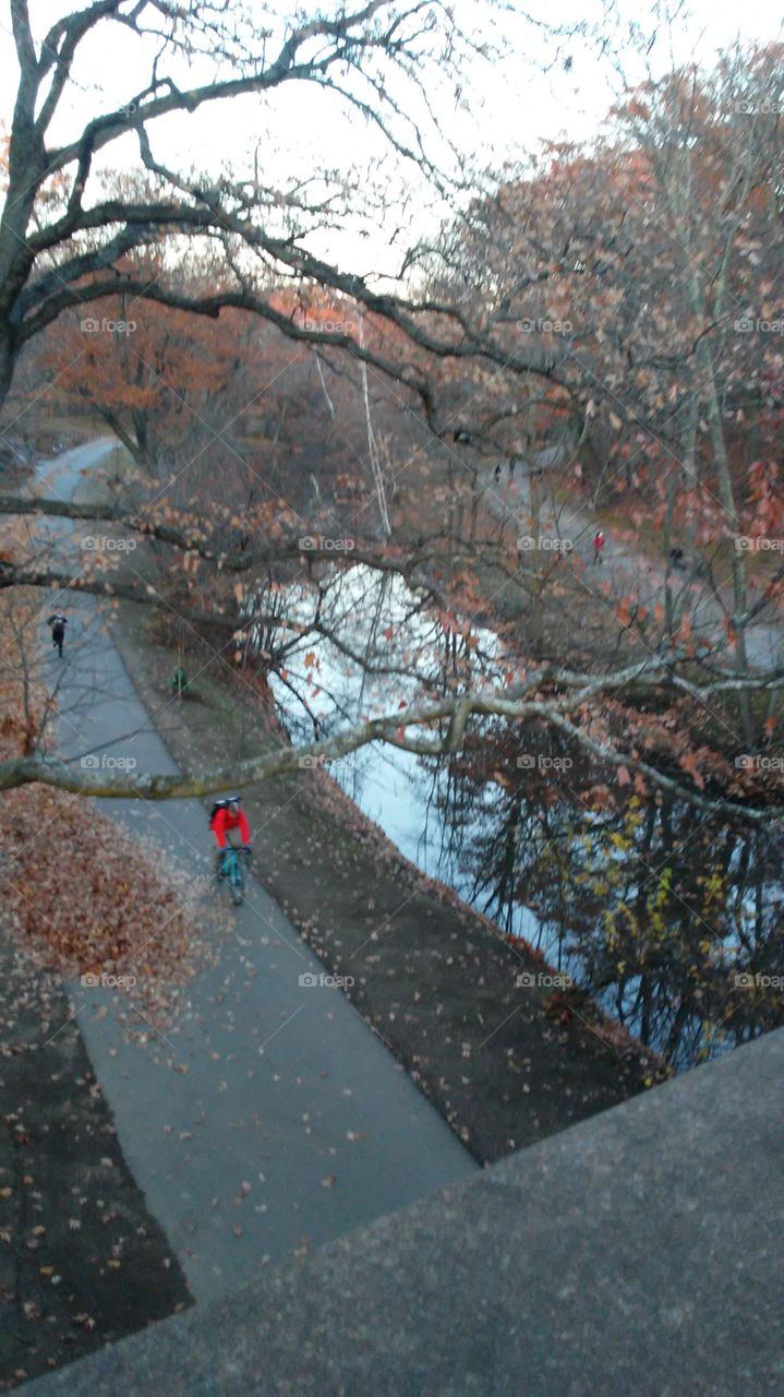 Winter, Snow, Tree, No Person, Cold