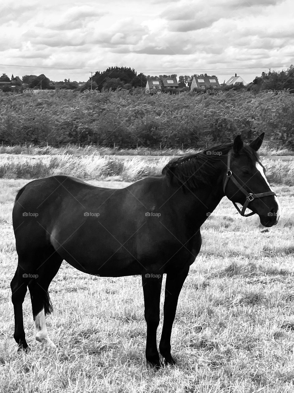 I like the way the horse is silhouetted against the English countryside. A beautiful and striking outline🤞