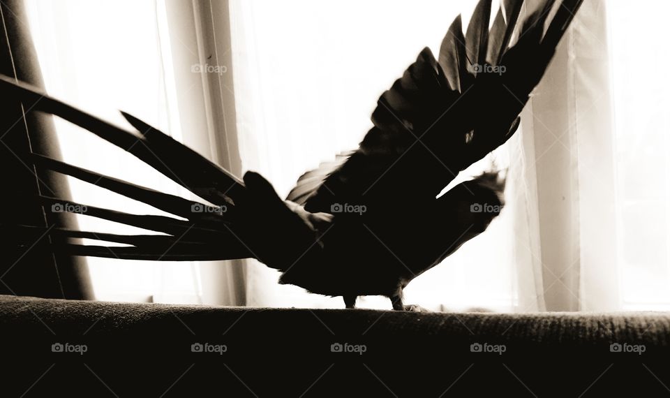 parrot parakeet sepia bird cockatoo excited wing shadow blacklight player open feather