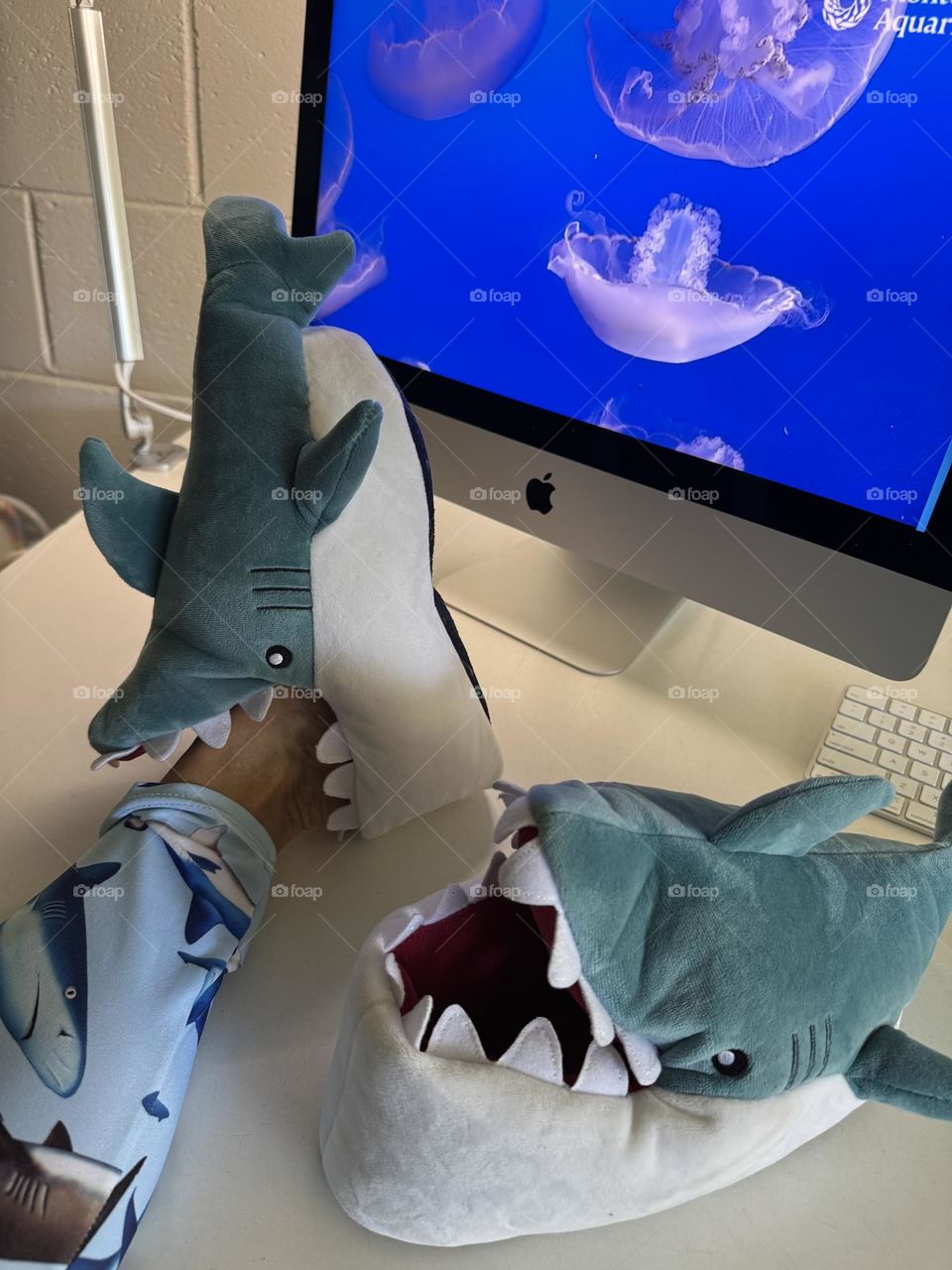 Leg in shark pattern tights wearing a Great White Shark bite novelty slipper in front of a computer screen showing moon jellyfish and one empty slipper