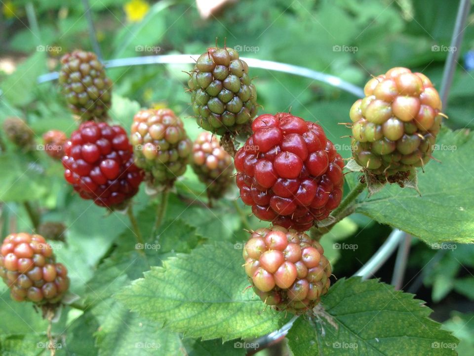 Raspberry ripening