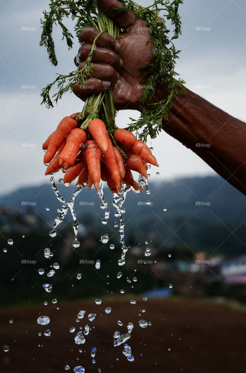 Person hand holding carrot bunch