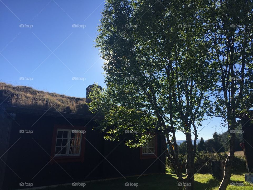 Grass on the roof . Summer 