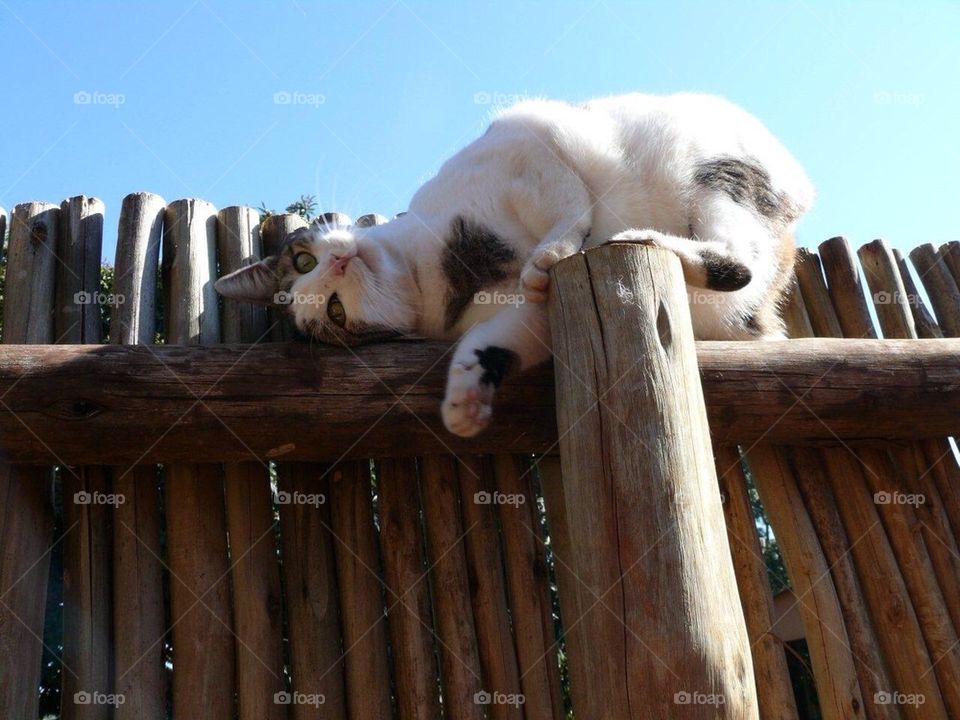 Kitty on a fence