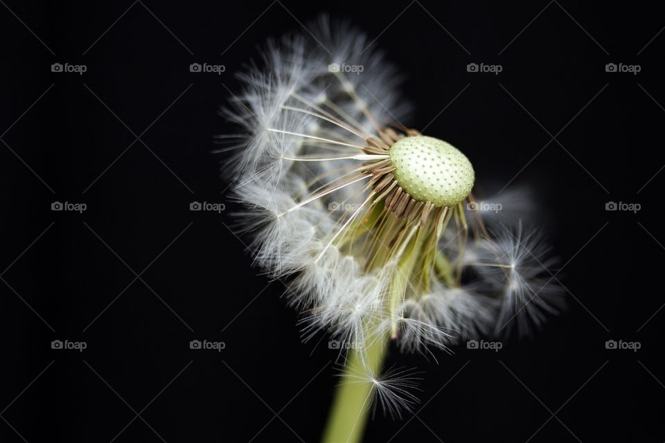 Close-up of see of dandelion
