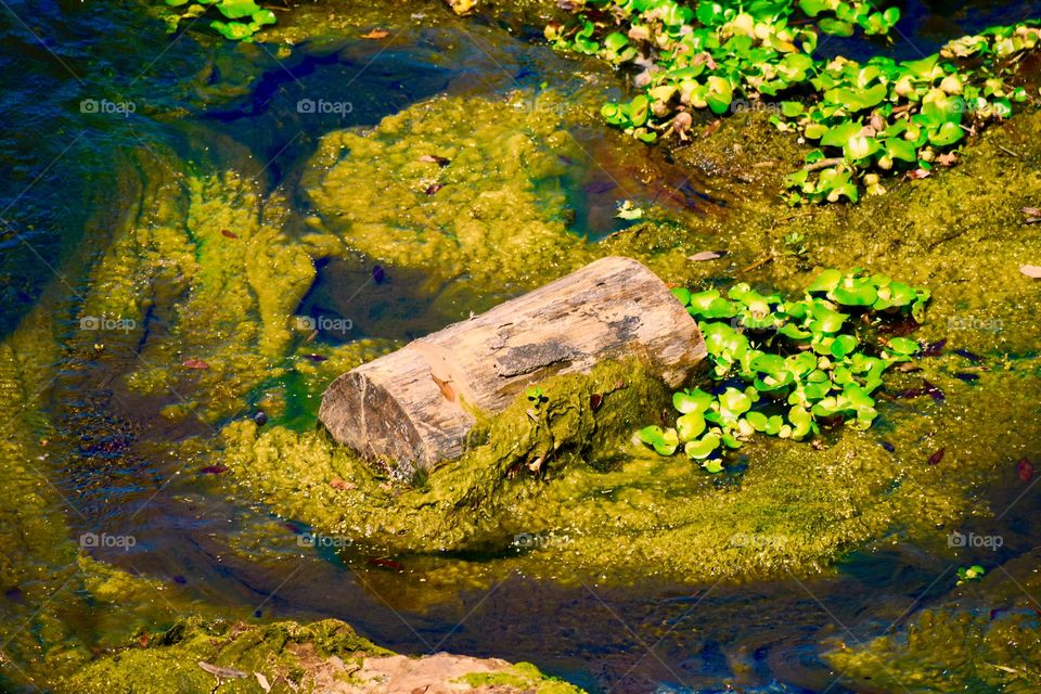 Lone log in bog
