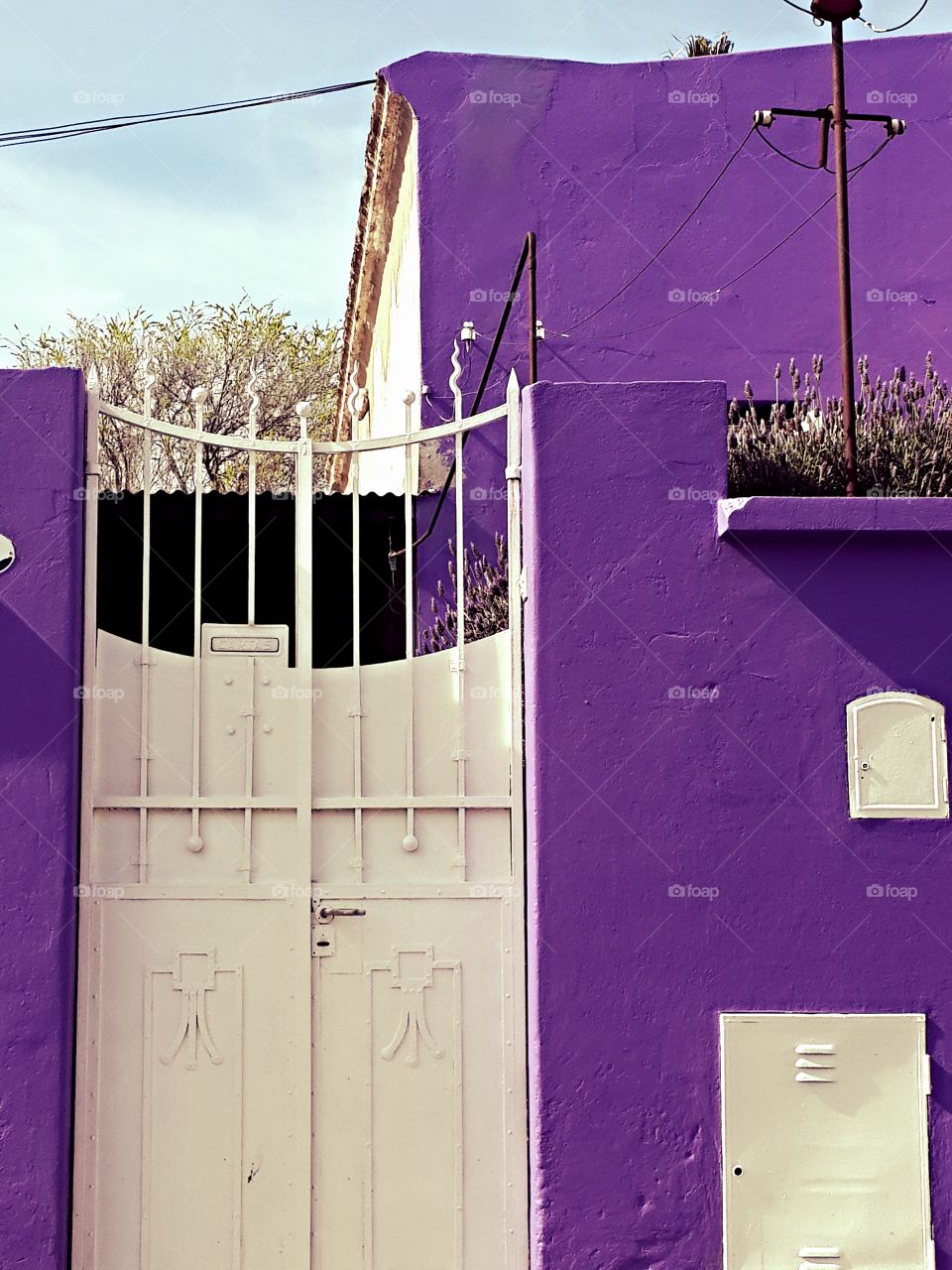 violet house