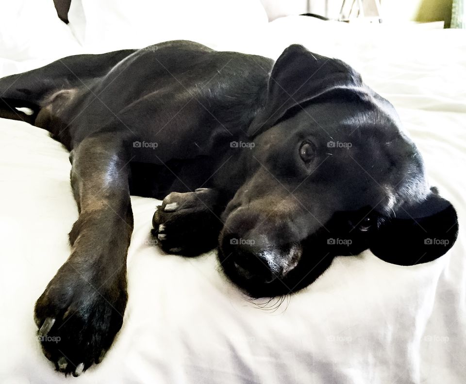 Black dog resting on the bed