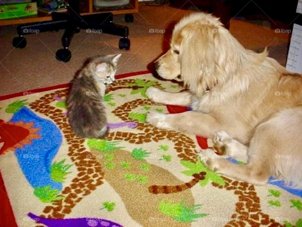 A blonde golden retriever cocker spaniel mix looks curiously at a grey kitten. 