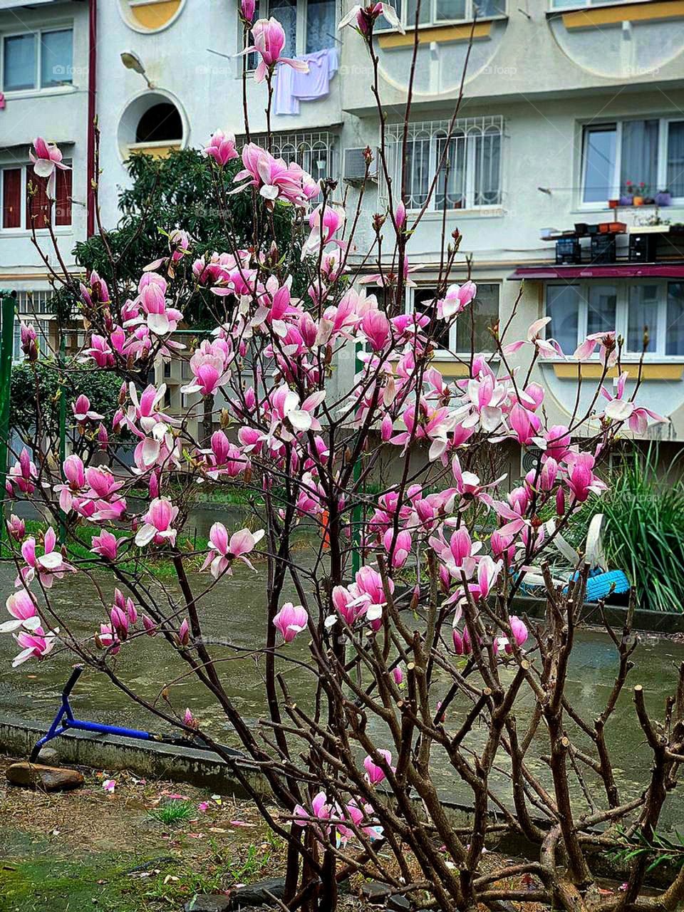 Spring yard. In the foreground is a magnolia tree with purple flowers in full bloom. There is a scooter near the tree. A white house is visible in the background.