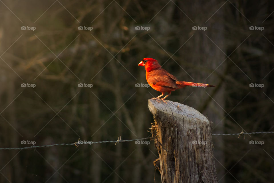 Cardinal in Nature