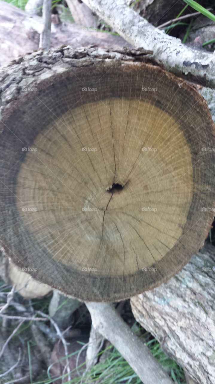 Log. Wood grain