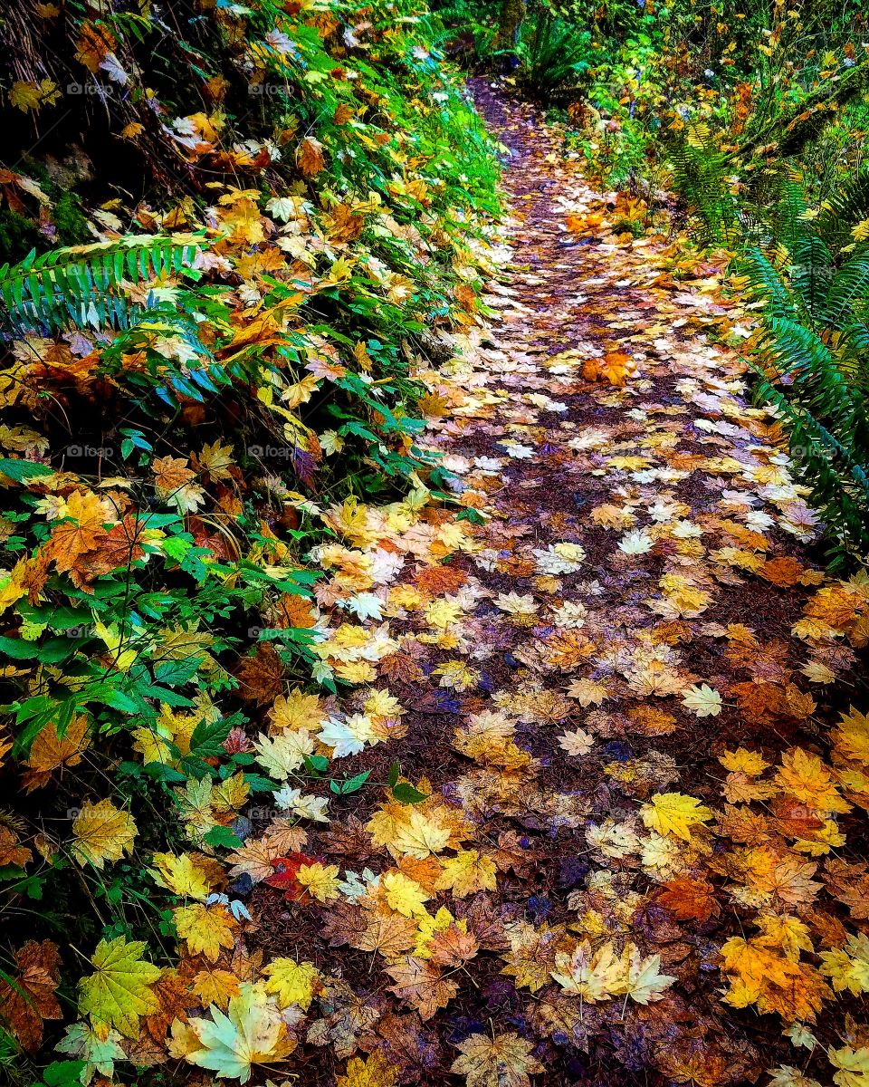 Maple Leaf Trail