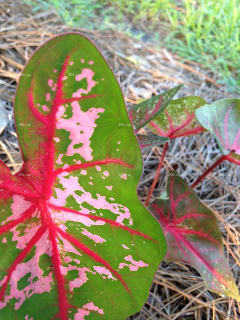 Caladium