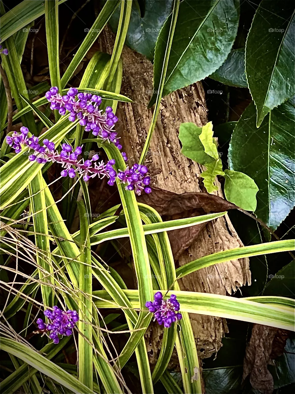 Purple Flowers With Wood